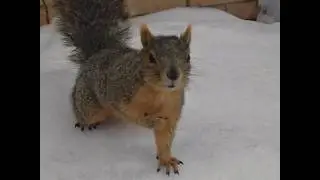 Pete the squirrel