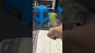 Cat&rsquo;s deceptive behavior #cat #pet #animal #funny #funnyvideos #funnyanimals #funnycat