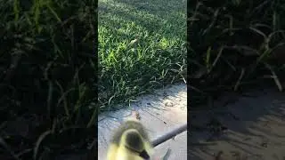 NEW BABY GOOSE! SO CUTE! Introducing Everett!