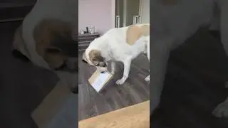 Unboxing with Dobby. Rescue Dog Joy  #dogunboxing #rescuedog #adoptdontshop #DogLife #GreekRescue