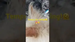 #hydrate #dog #dogwalk #dogwalking #dogwalkinglife #dogwalker #dogadventures