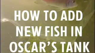 How to add new fish in Oscar tank ||How to add new fish in your aquarium ||Best way to add new fish