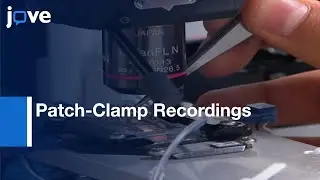 Whole-Cell Patch-Clamp Recordings: Brain Slices - Preview