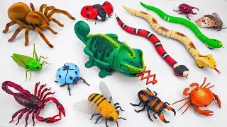 🦈Toy ASMR🦈RC Chameleon & RC Snake & RC Tarantula Spider ASMR Satisfying with Unboxing