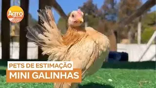 Mini galinhas conquistam espa&ccedil;o como pets e atingem valores surpreendentes