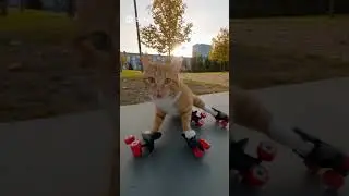 🏆 The Orange Cat Conquers Extreme Sports! | Ski Champion, Hang Glider & Roller Trick Legend #aivideo