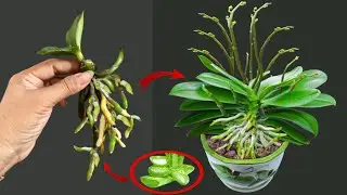 It's really great for grafting a dead orchid with Aloe Vera and orchids will take root very quickly