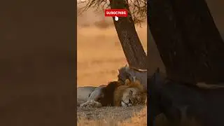 This Wild Boar Gave a Lion a Massage&hellip; Big Mistake