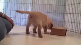 Labrador Retriever Puppy Temperament Test