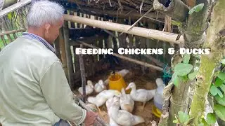 Countryside Life: Father Feeding Chickens and Ducks