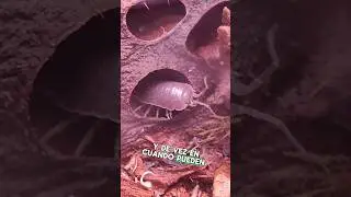Qu&eacute; empiece la batalla 🪲 #terrarios #terrarium #isopodo #ecosistema