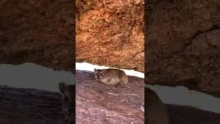 Cute dassie at the Namibian Spitzkoppe | Rock hyrax (Procavia capensis)