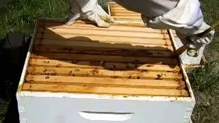 Hive Inspection Two Nice Hives