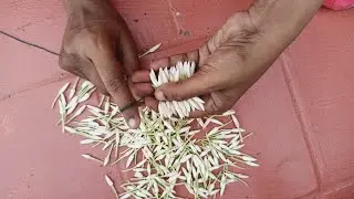 close string/simple trick/How to tie jasmine flowers with thread/jathi malligai poo katuvadhu eppadi