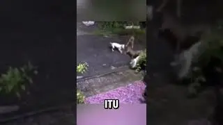 ibu kucing melawan 4 anjing demi menyelamatkan anaknya😱