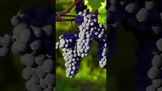 #PlantacaoDeUva #Uva #Viticultura #Vinha #Agricultura #VidaNoCampo #InteriorSP #Colheita