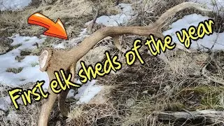 First elk sheds of 2025