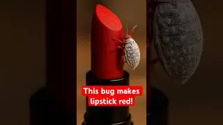 This bug makes lipstick red! #lipstick #redlipstick #makeup