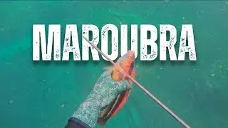 Spearfishing Catch and Cook   Maori Southern Wrasse