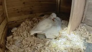 🔴 Mochi & Yoshi Nest Cam / Pet Ducks / Day 2
