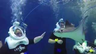 SeaTREK Helmet Diving at OdySea Aquarium