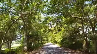 Feeling Green 💚 | Madu Trip | Mannar
