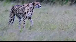 Beautiful Cheetah Sighting at Masaimara | 20 January 2025