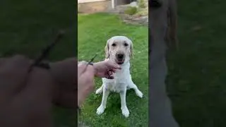 Create Your Own GAMES #nature #countrymusic #pets #animals #love #dog #labrador #play #shorts