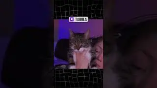 Вас заметили | #tabula #твич #twitch