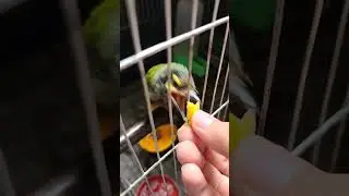 feeding our rescued coppersmith barbet bird