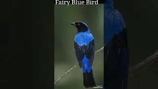 Birds found in india