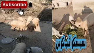مشهد صباحي جميل، أغنام وماعز وحياة إنسانية 🌅