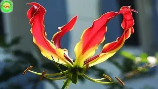 Top 10 Most Expensive Flowers in the World