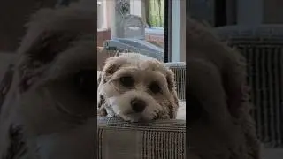 Luna the Cavapoo's Snake Adventure!