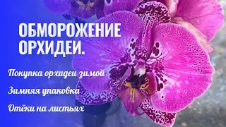 Орхидеи зимой. Обморожение орхидеи. Отеки на листьях орхидеи и переохлаждение корней орхидеи