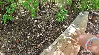 Hermit crab island!