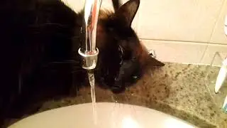 Funny cat drinking water from tap