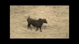 CRAZY BULL WATCH!!! ADVANCE TAX RELIEF www.advancetaxrelief.net