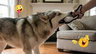These Dogs Went Too Far 🤣 Funniest Dog Fails 2026 #16