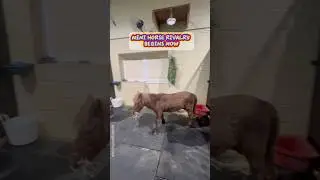 Mini horse stallion rivalry #animals #pets #horse #mini #animallover #funnyanimals #funnypets