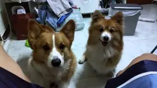 One minute corgi stare down