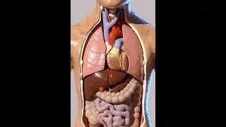 What Happens Inside Your Body When You Eat a Peach? 🍑 | Digestion & Health Benefits Explained