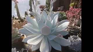 Echeveria Cante! uma gigante de cultivo facil