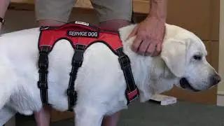 BAYDOG | Galveston Service Dog Harness