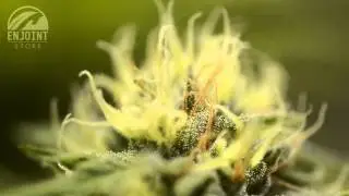 Haoma &middot; House of the Great Gardener