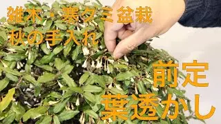 [ 秋の盆栽手入れ ] 寒グミ盆栽 剪定と葉透かし