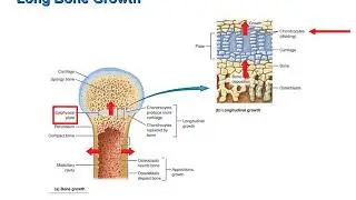 Formation, Growth, and Development of Bones