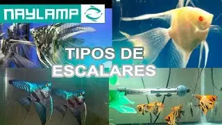 tipos  de Pez &aacute;ngel o Escalares / Informaci&oacute;n y cuidados