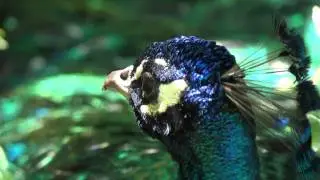 SONY HX100V  video test