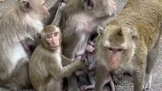 Baby Leo Monkey's Rainforest Hideaway! You Have To See This!